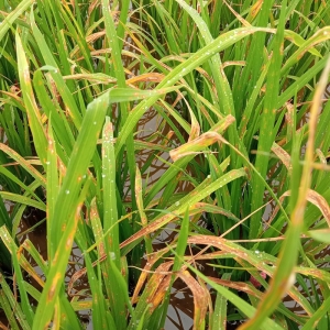 benh-dao-on-la-loai-benh-dich-gay-hai-lam-anh-huong-lon-den-nang-suat-va-chat-luong-lua