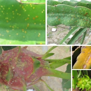 cac-bien-phap-phong-tru-benh-dom-trang-va-dom-nau-o-cay-thanh-long