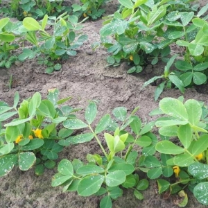 ky-thuat-trong-dau-phong-cho-nang-suat-cao