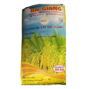 LÚA GIỐNG AN GIANG