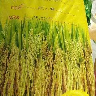 Lúa Gà ( bao 40Kg/ 13,5K / Kg )