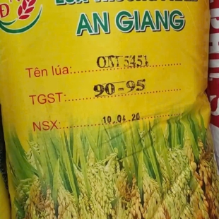Giống lúa OM 5451 ( Bao 40Kg; giá 13,5K/ KG )